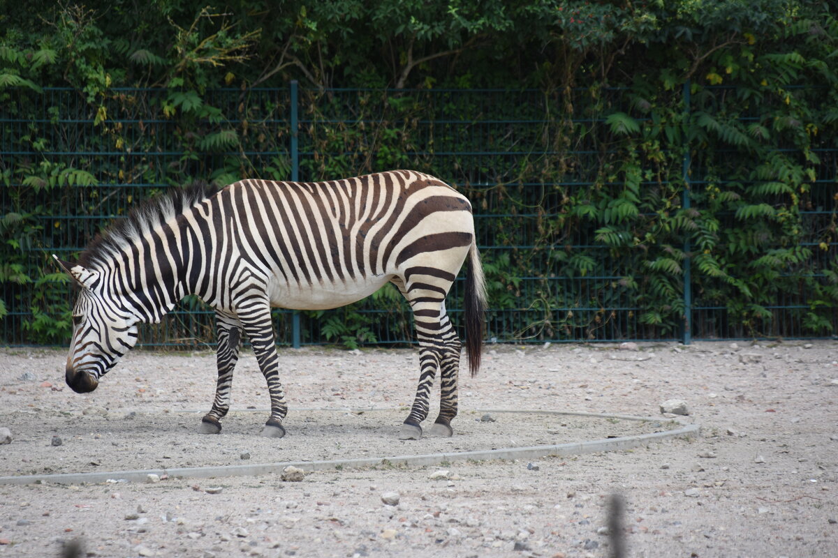 Zebra im Tierpark Berlin (BERLIN/Deutschland, 21.06.2019)