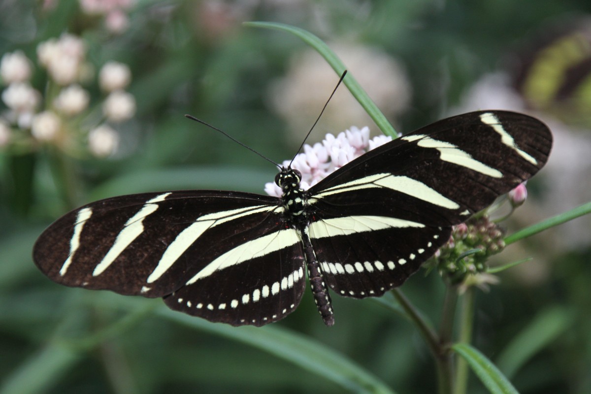 Zebrafalter (Heliconius charithonia) am 12.7.2010 auf der Insel Mainau.