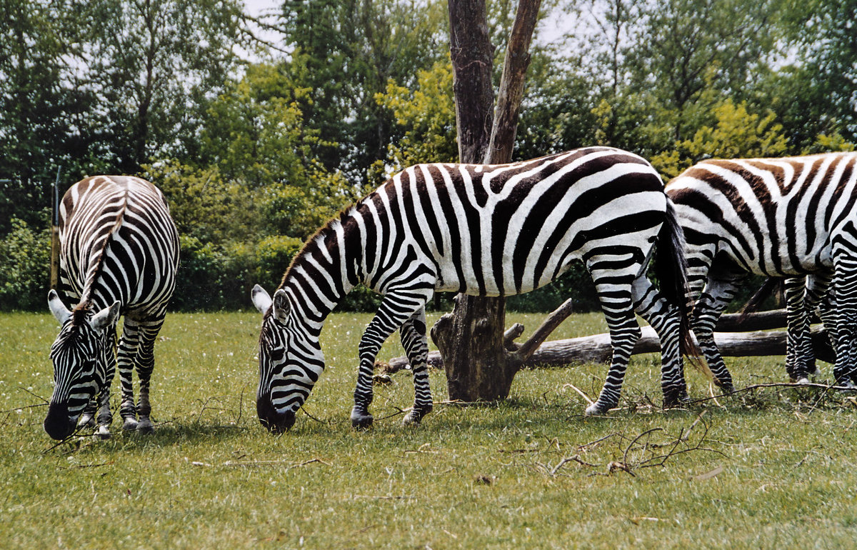 Zebras im Givskud Zoo in Dnemark. Aufnahme: 30. Mai 2004.