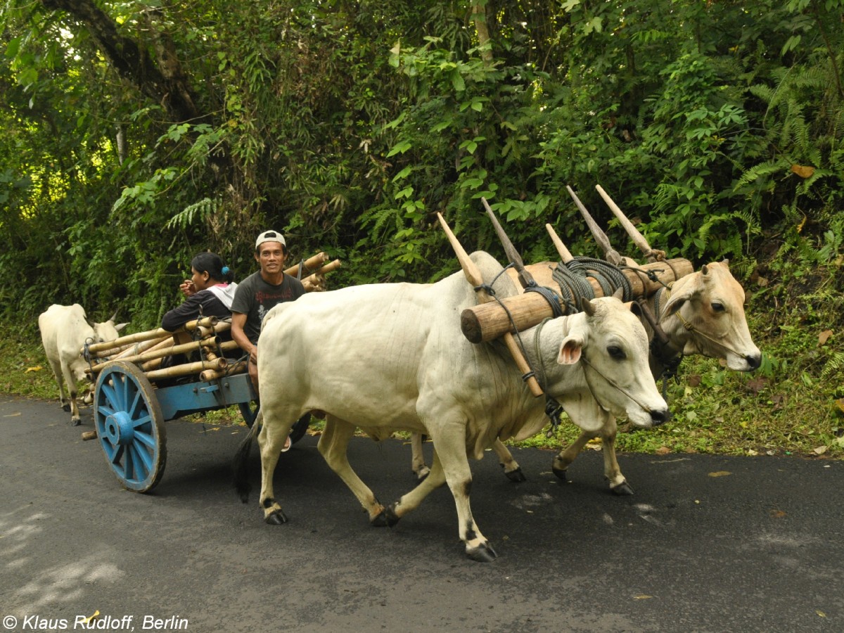 Zebugespann (Bos primigenius f. Taurus) - nahe Manado (Nordost-Sulawesi, November 2013).