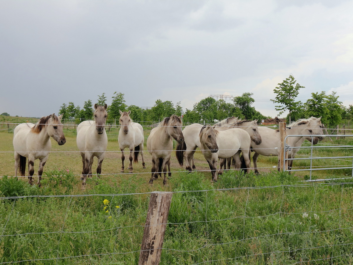 Zehn Liebenthaler Wildlinge - eine regionale Pferderasse aus Liebenwalde, OT Liebenthal, -  im Naturpark in der Nhe von Groziethen am 25. Mai 2015.