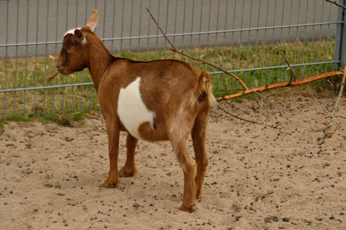 Ziege im Gehege des Wildpark Schwarzach.9.8.2013