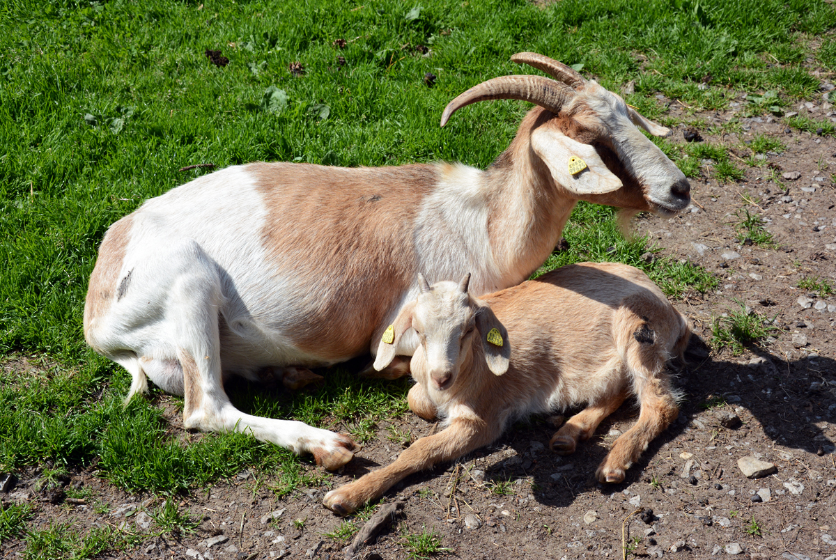 Ziege mit Jungtier im Hochwildpark Rheinland bei Kommern - 10.05.2015