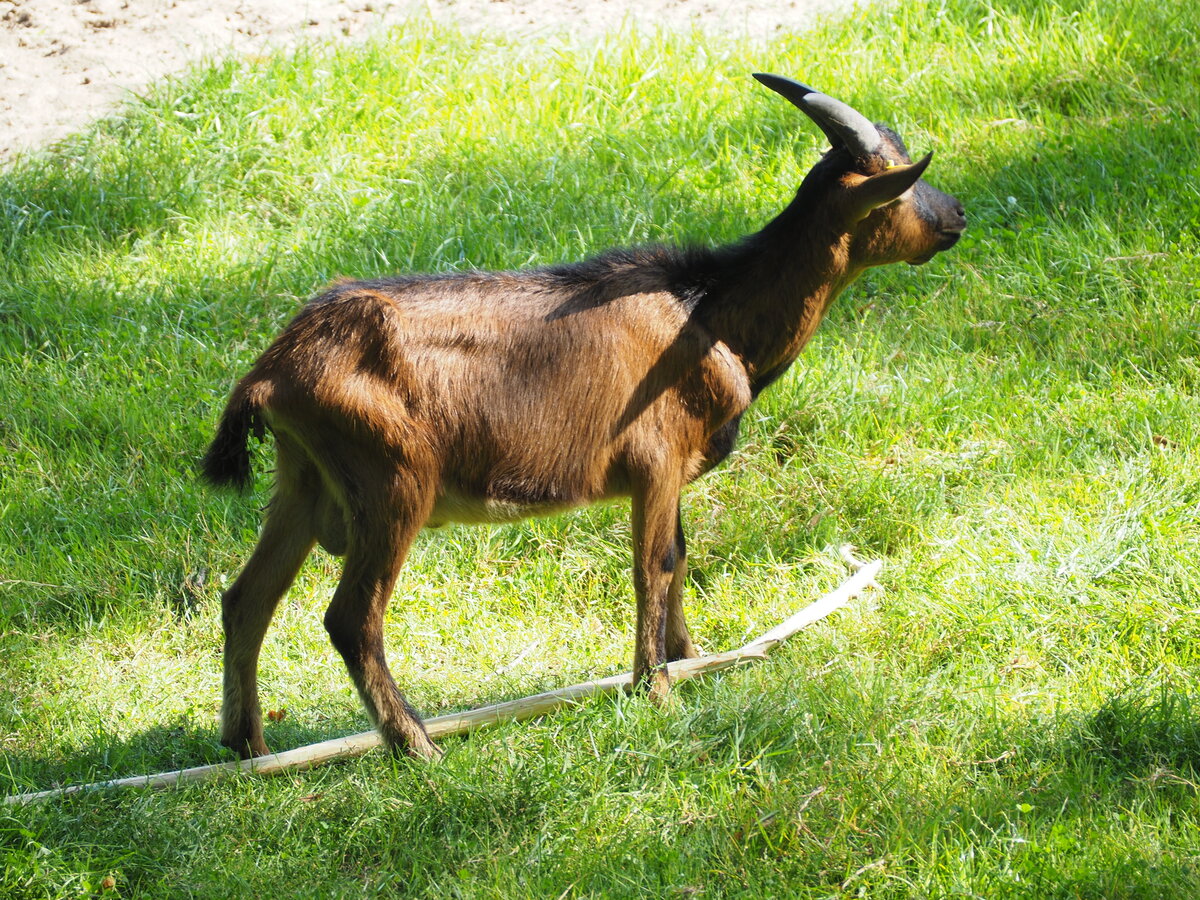 Ziege im Tierpark Dessau. Foto 23.08.23