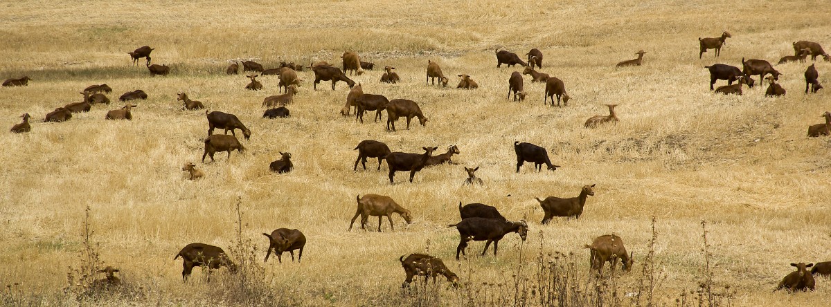 Ziegen auf Grasfeldern in Andalusien. Aufnahmedatum: 12. Juli 2014.