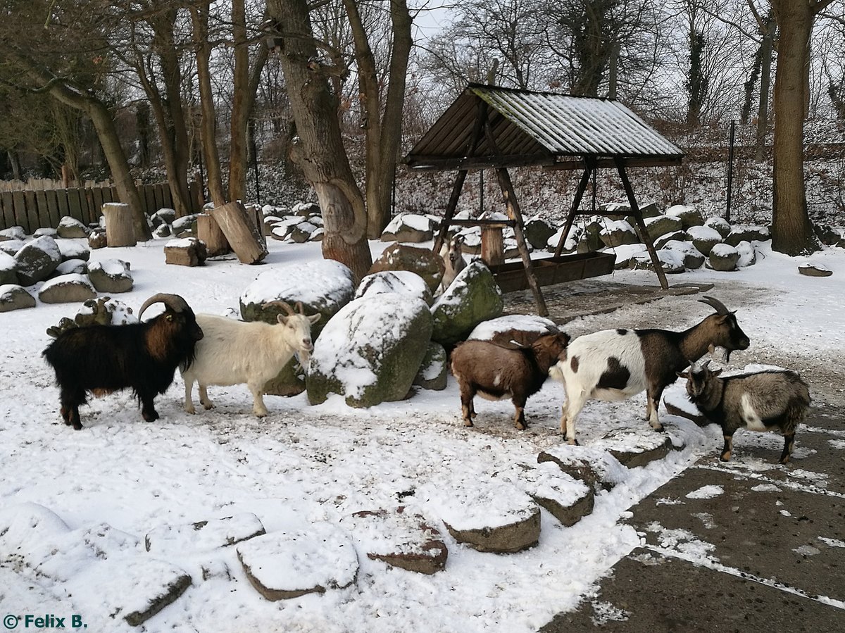 Ziegen im Tierpark Greifswald am 08.01.2017