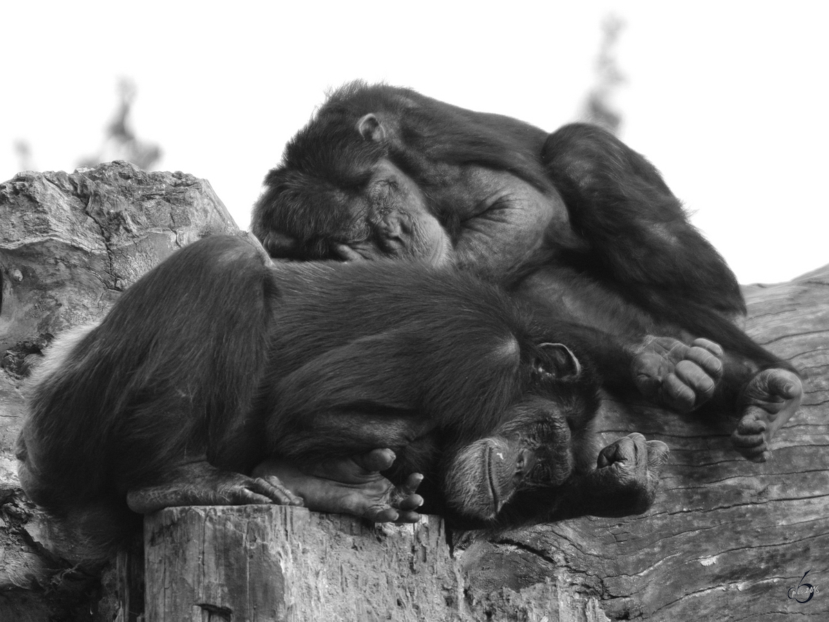 Ziemlich mde Westafrikanische Schimpansen im Zoom Gelsenkirchen. (September 2009)