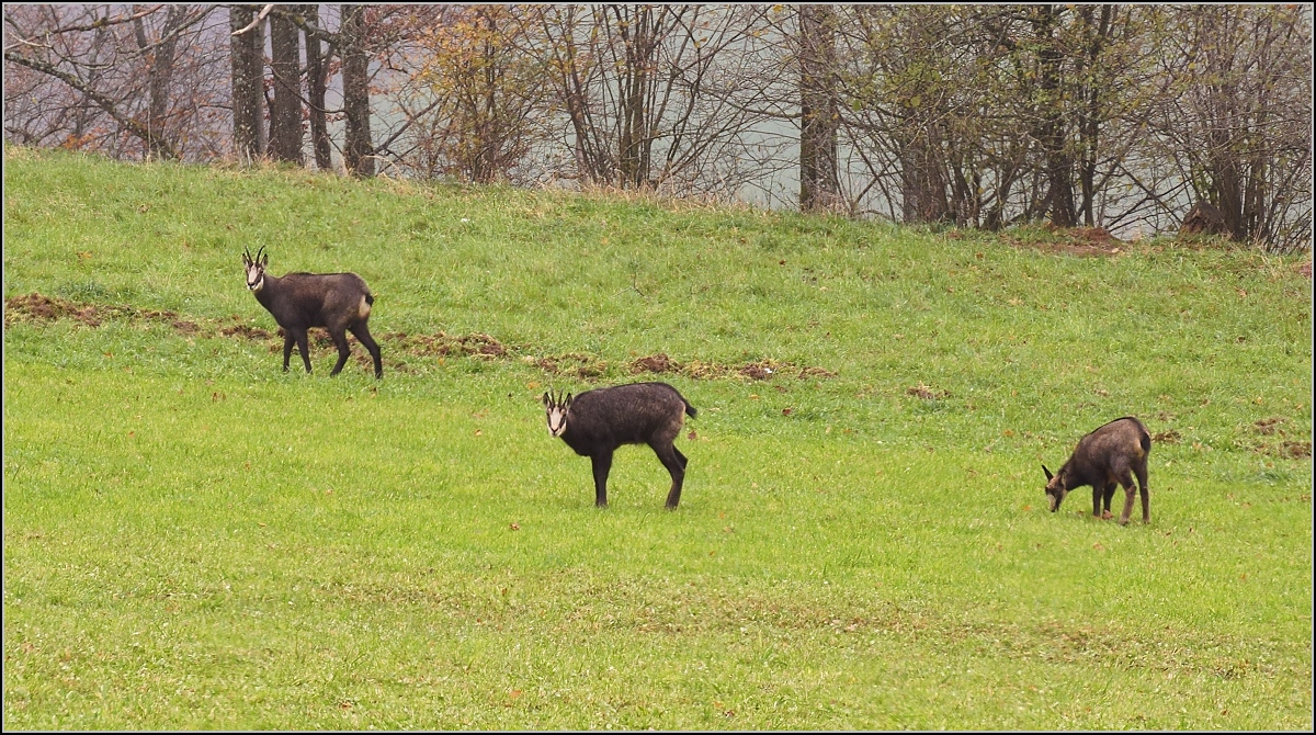 Ziemlich berraschend inmitten der Gemsenherde. Ca. 25 Tiere waren links und rechts der Strasse und liessen sich erstaunlicherweise nicht stren. Erst spter habe ich gelernt, dass im Schweizer Jura vor lngerer wieder Gemsen angesiedlet wurden. Angeblich wren sie sehr scheu... Aber hier am Belchen im Jura sieht die Welt fr die Gemsen wohl anders aus... Ifenthal, November 2017.