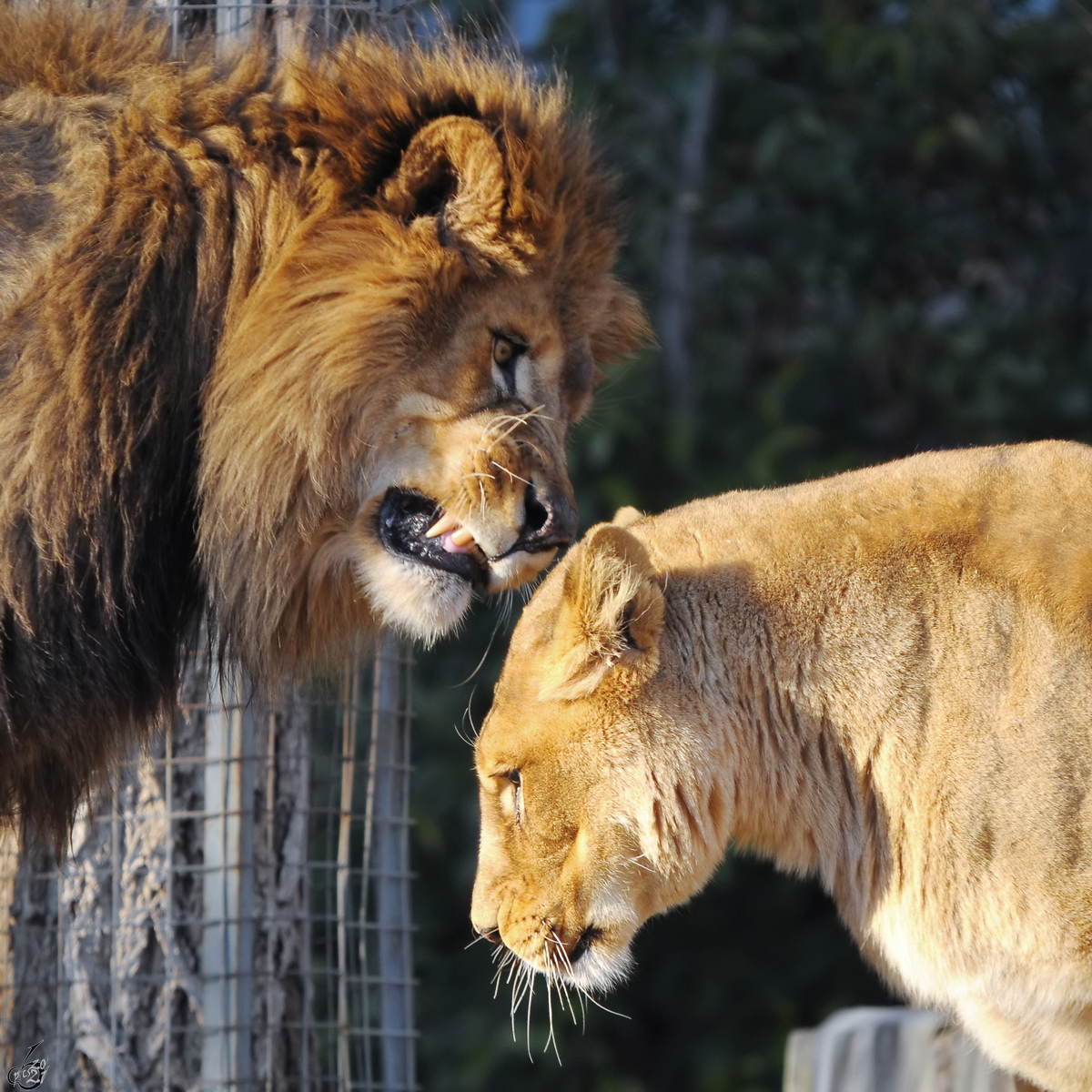 Zoff im Lwengehege. (Zoo Madrid, Dezember 2010)