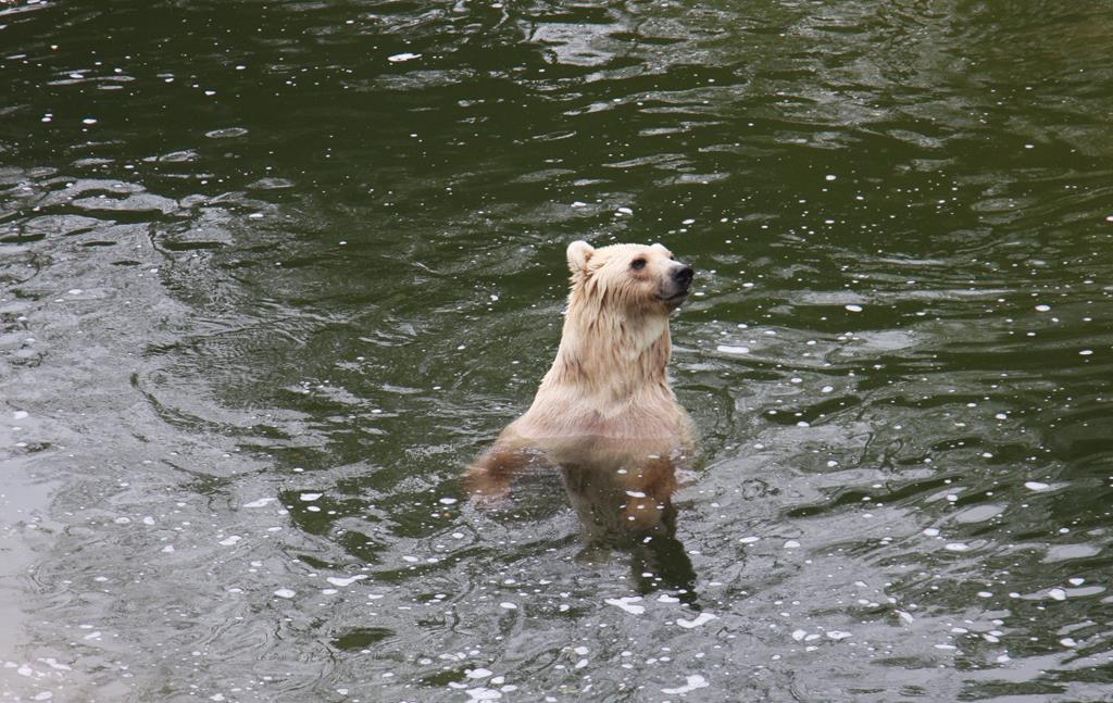 Zoo Osnabrck 25.04.2015: Der hier im Foto festgehaltene Br ist ein Mischling zwischen Braunbr und Eisbr. Er wird daher auch als  Cappuccino  Br bezeichnet. Die Mutter ist ein Braunbr, der Vater ist ein Eisbr. Sie brachte Bren Zwillinge zur Welt. Heute leben Tips und Taps munter im Zoo Osnabrck. - Die Kreuzung der Tiere entstand mehr oder minder ungewollt im Zoo Osnabrck. In der Natur soll es aber inzwischen einige dieser Mischlinge geben, da sich die Lebensrume insbesondere fr die Eisbren immer mehr einengen.