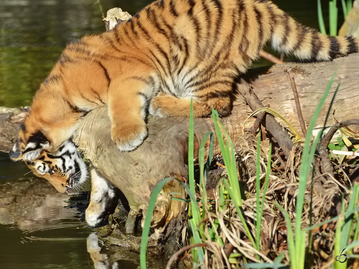 Zu verlockend, das Wasser. Der kleine Tiger entdeckt sein Spiegelbild. (Zoo Duisburg, Oktober 2011)