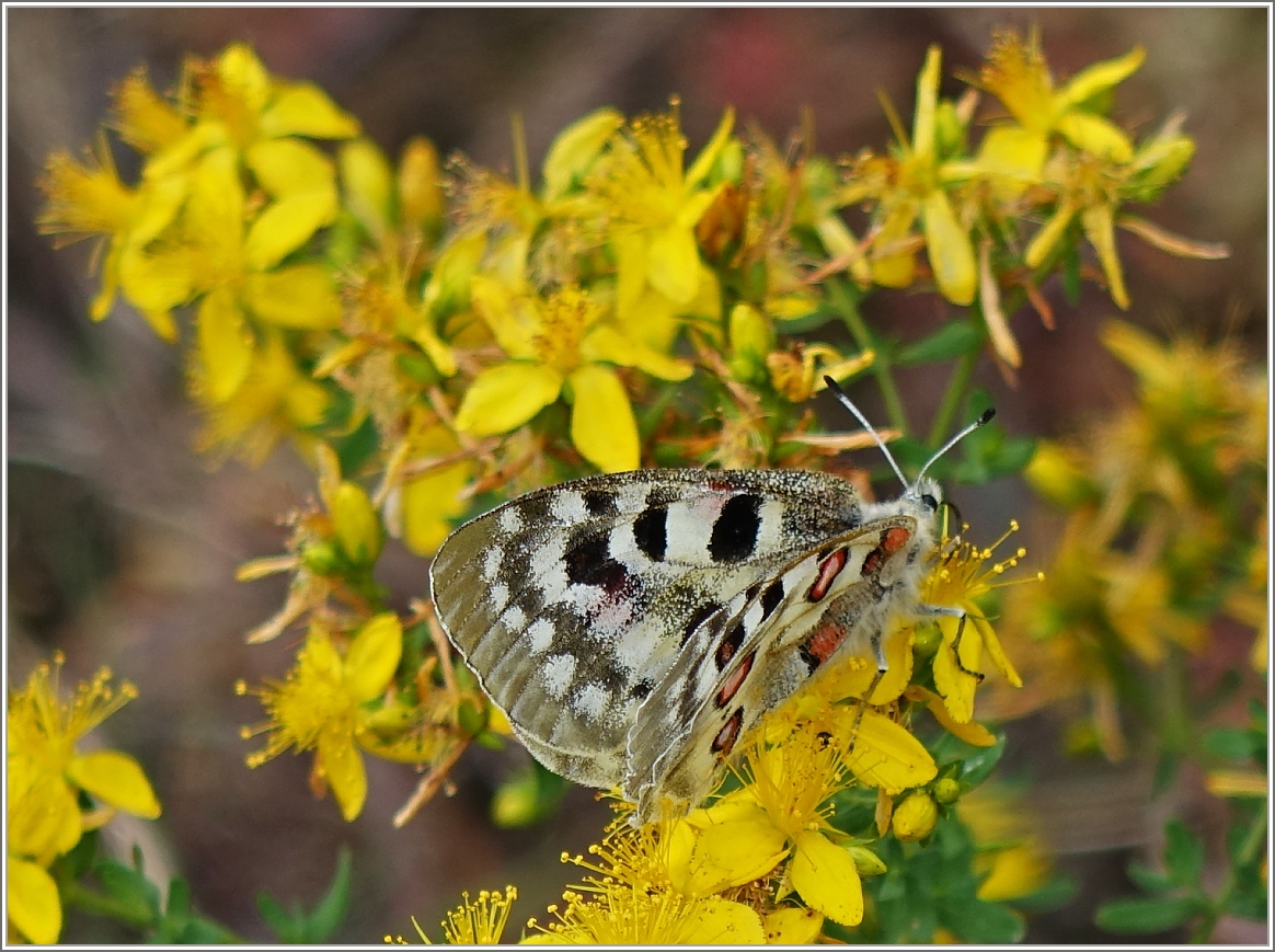 Zufllig an der Mosel entdeckt, ein Moselapollo (parnasius apollo vinningensis).
Jeanny hat tolle Arbeit beim nachforschen des Schmetterlings geleistet. Dank ihr habe ich nun auch erfahren das dieser Schmetterling unter Naturschutz steht und sogar auf der roten Liste, das heisst vom Aussterben bedroht ist. 
Siehe unter:
http://klein-aber-fein---imagination.startbilder.de/name/einzelbild/number/349468/kategorie/Tiere+und+Pflanzen~Galerie~Insekten.html
(20.06.2014)