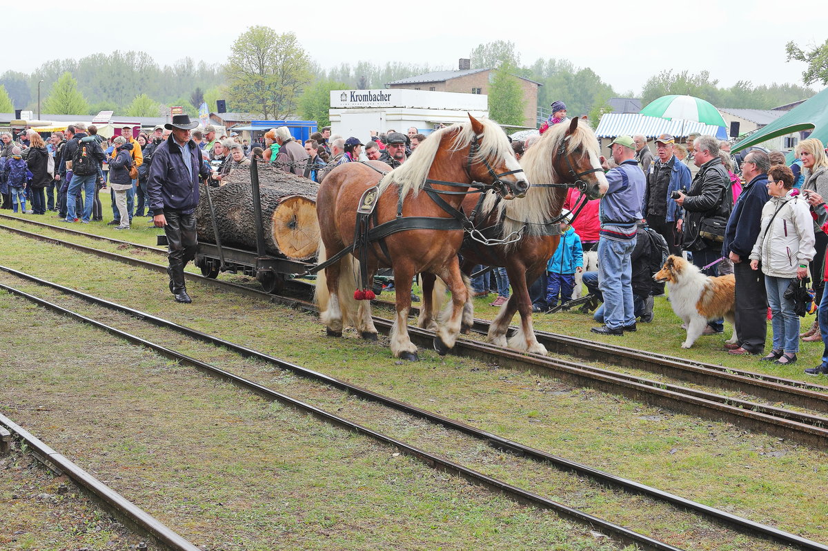 Zum Transport  wurden im Ziegeleipark Mildenberg in der Uckermark Kaltbltler eingesetzt, hier - am 13. Mai 2017 - werden bei der Parade gerade 2 starke Baumstmme gezogen.

