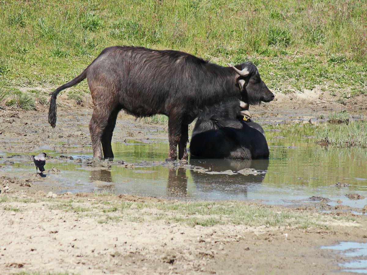 Zur Pflege des Landschaftspark Rudow-Altglienicke sind auch 2020, hier am 21. Mai, Wasserbüffel angesiedelt.