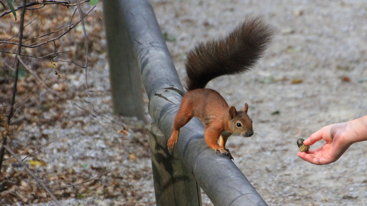 Zutrauliches Eichhörnchen, örtlich Eichkätzchen genannt, am 02.09.2015 im Tiergarten Schönbrunn in Wien. 
