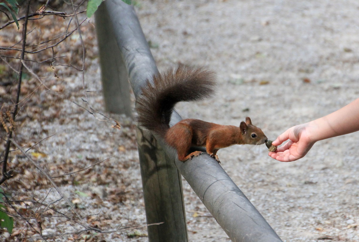 Zutrauliches Eichktzchen (Eichhrnchen) im Tiergarten Schnbrunn in Wien am 02.09.2015. 