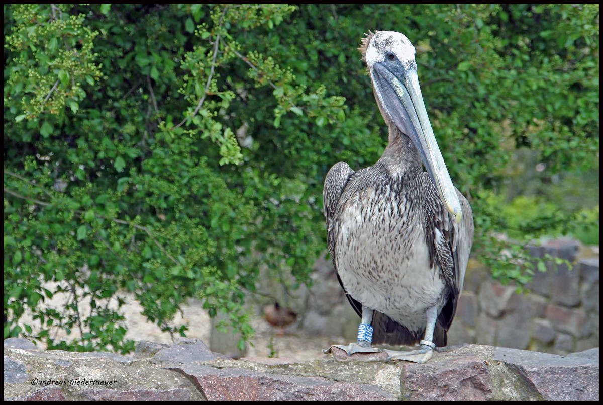 Zwar sa dieser ruhige Vertreter seiner Zunft auf der Brstung, ans Ausbchsen dachte er aber nicht (Zoo Halle am 26.4.2015).