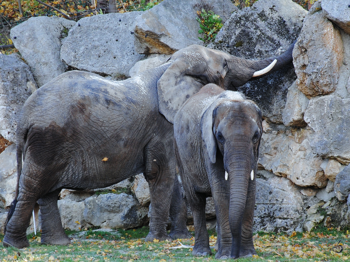 Zwei Afrikanische Elefanten im Tiergarten Schnbrunn. (Wien, November 2010) 
