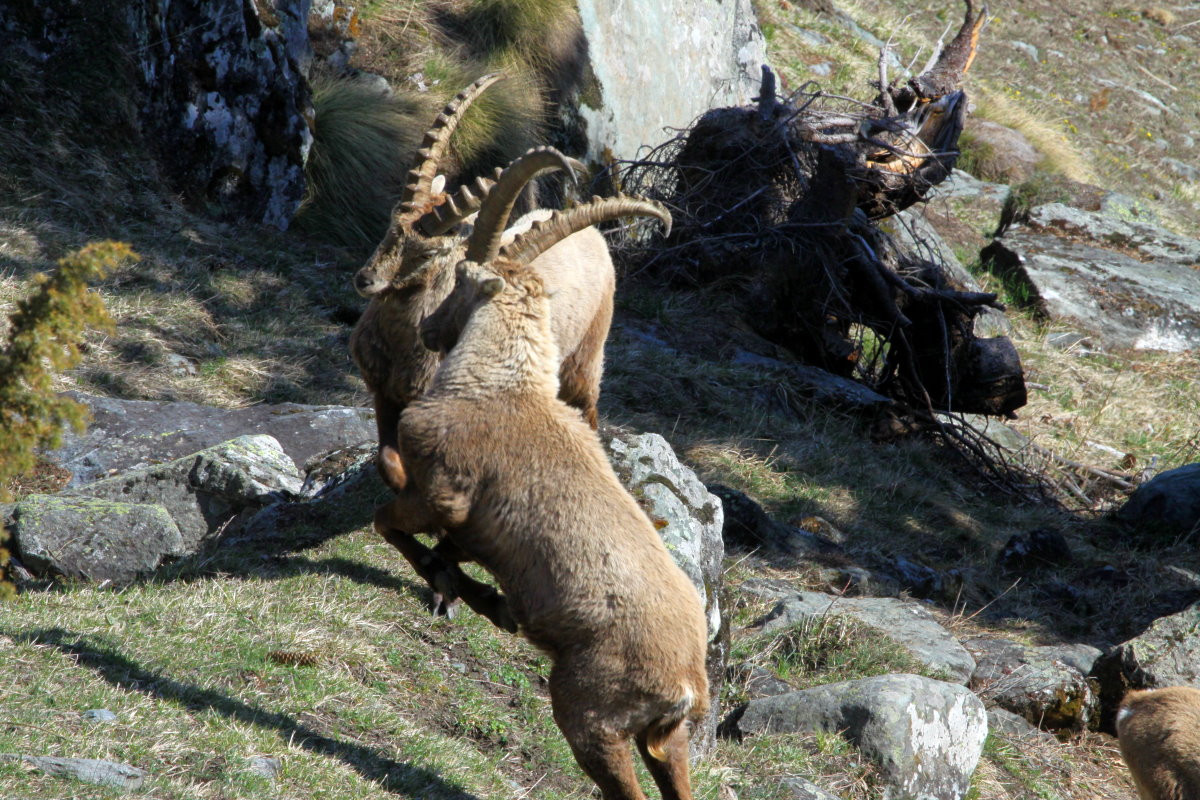 Zwei Alpensteinbcke im Kampf! Fionnay, 24.04.2021