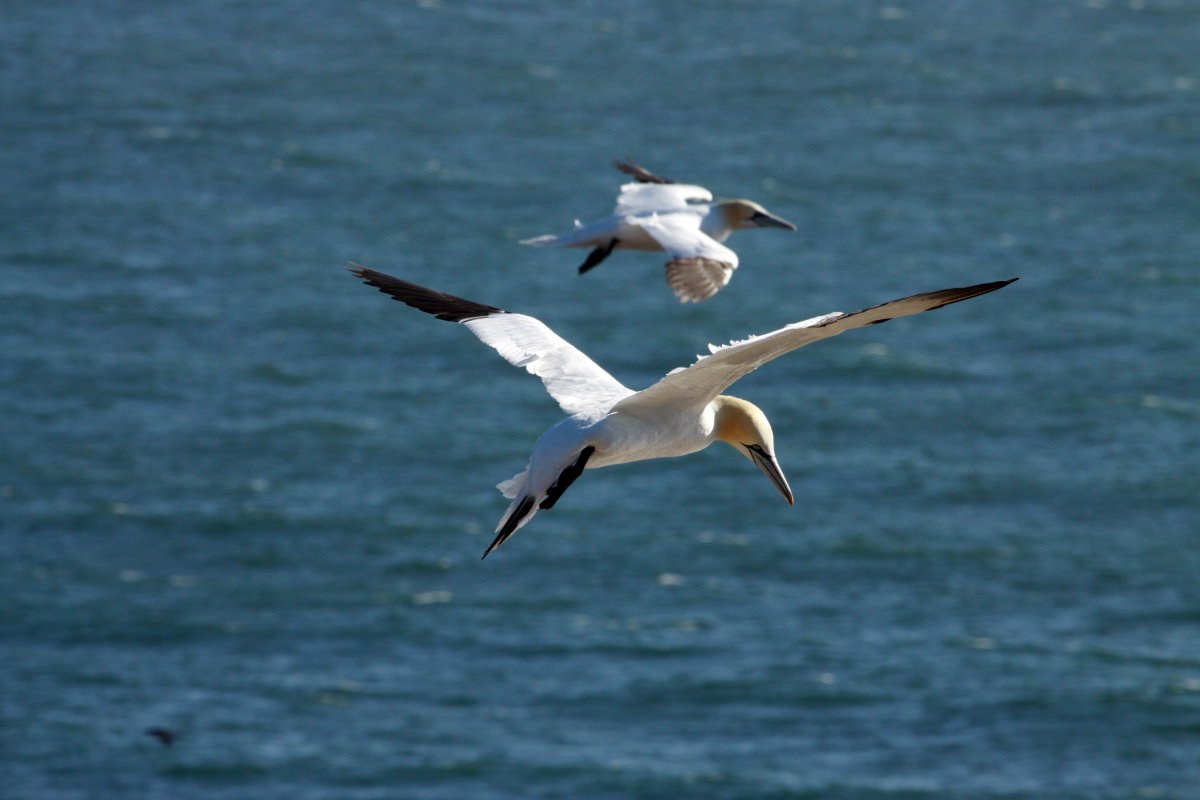 Zwei Basstlpel am Lummenfelsen von Helgoland; 06.06.2015