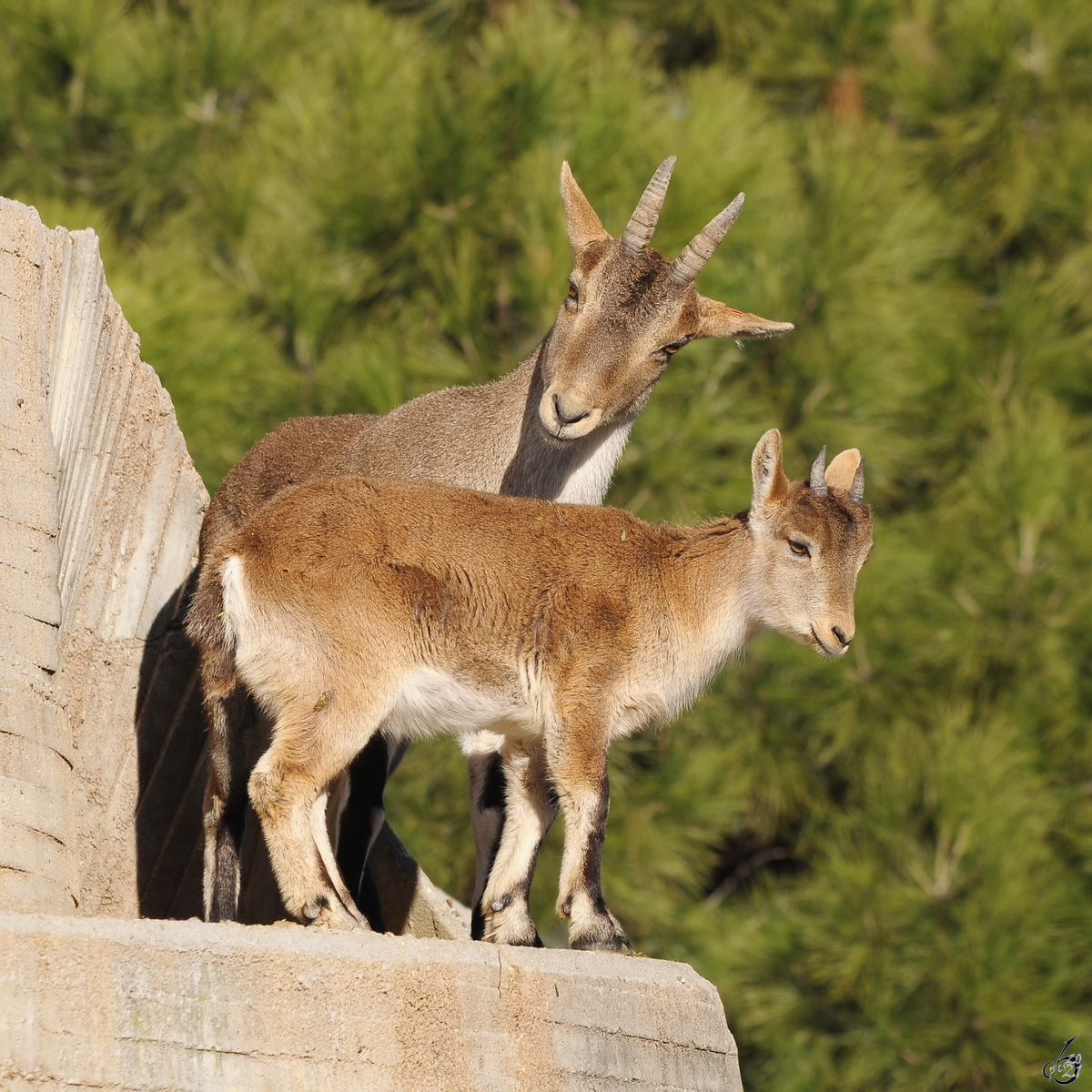 Zwei Bergziegen auf einem Felsen im Zoo Madrid. (Dezember 2010) 