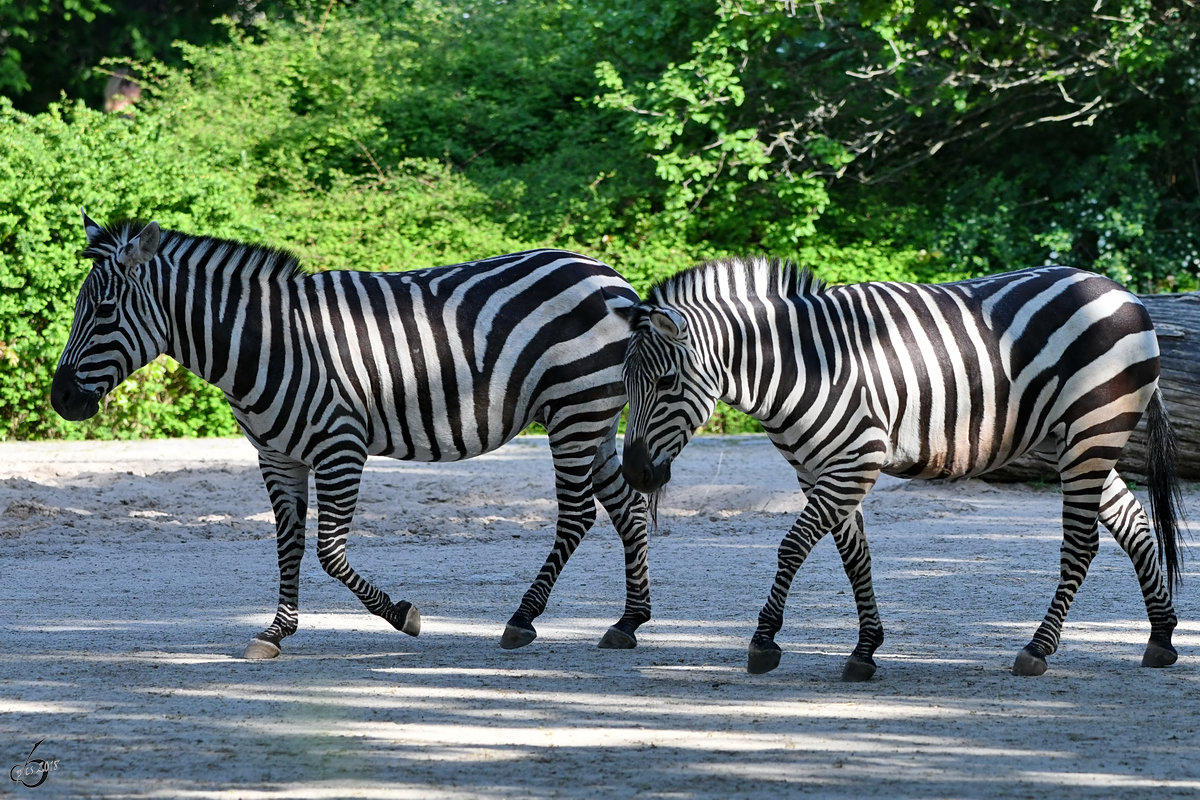 Zwei Bhm-Steppenzebras im Zoo Berlin. (April 2018)