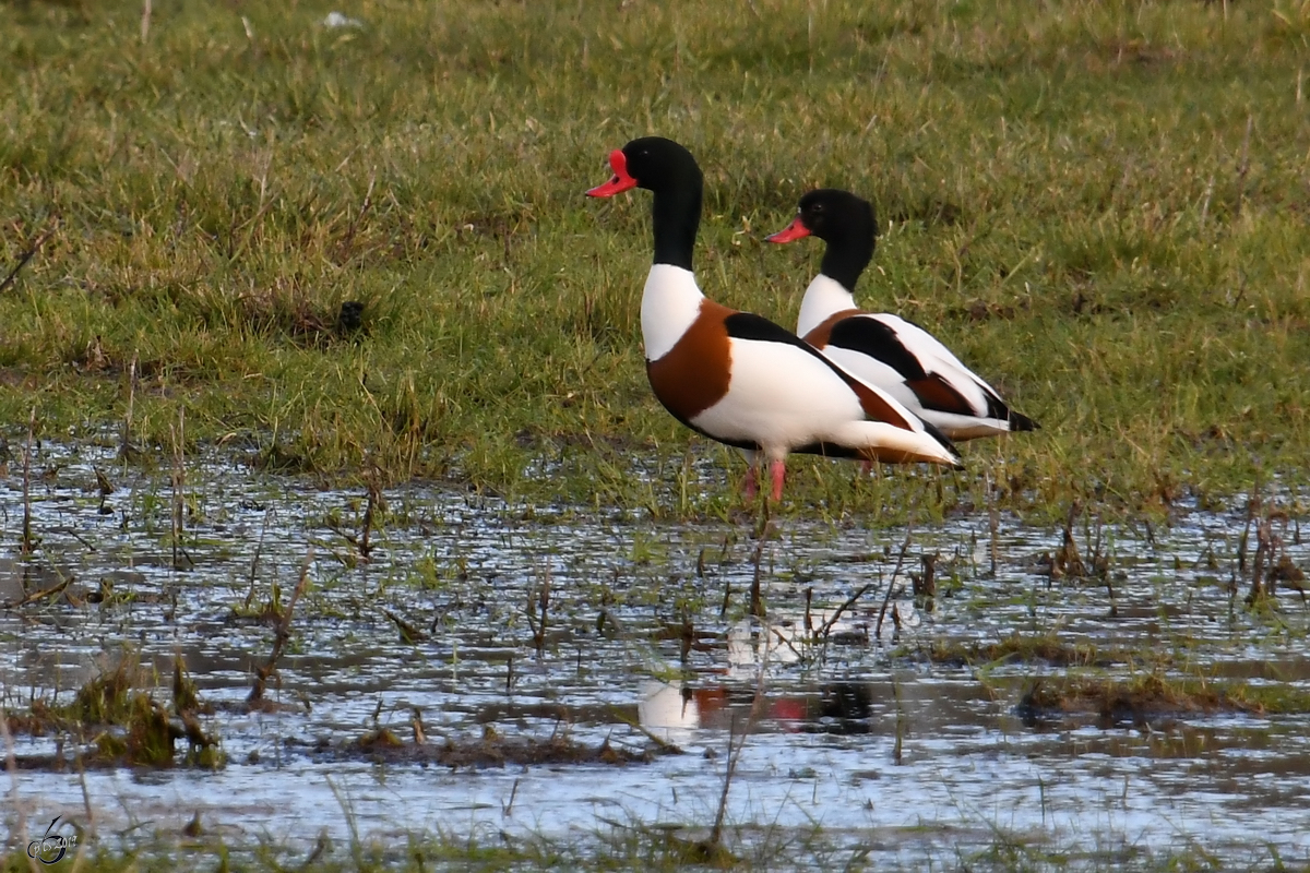 Zwei Brandgnse Anfang April 2019 auf einer Wiese in Priwall.