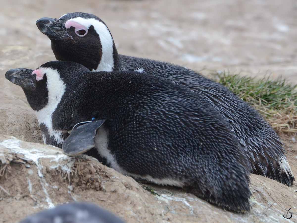 Zwei Brillenpinguine im Burgers' Zoo Arnheim. (Mrz 2013) 