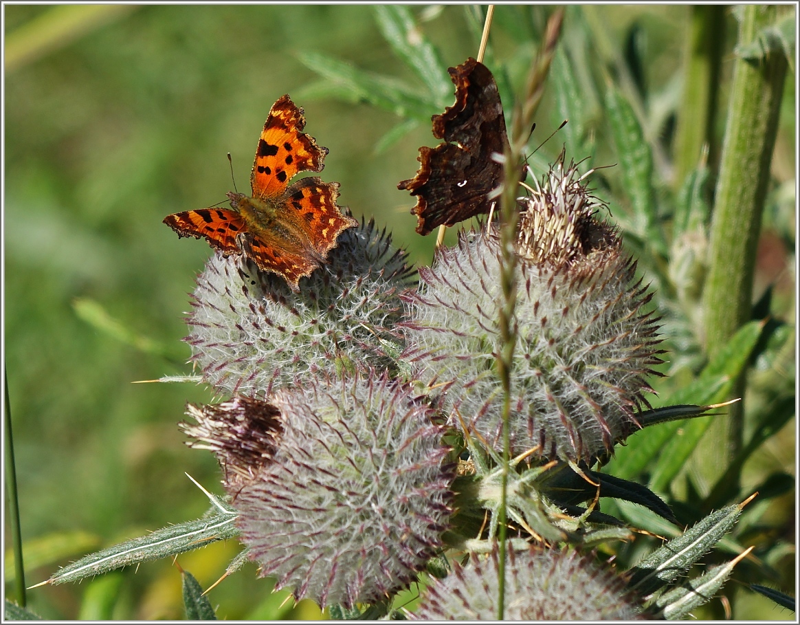 Zwei C-Falter auf Distelblumen. Der C-Falter hat seinen Namen von einer kleinen weissen Stelle die wie ein C geformt auf dem dunklen Unterflgel zu erkennen ist.
(05.08.2015)