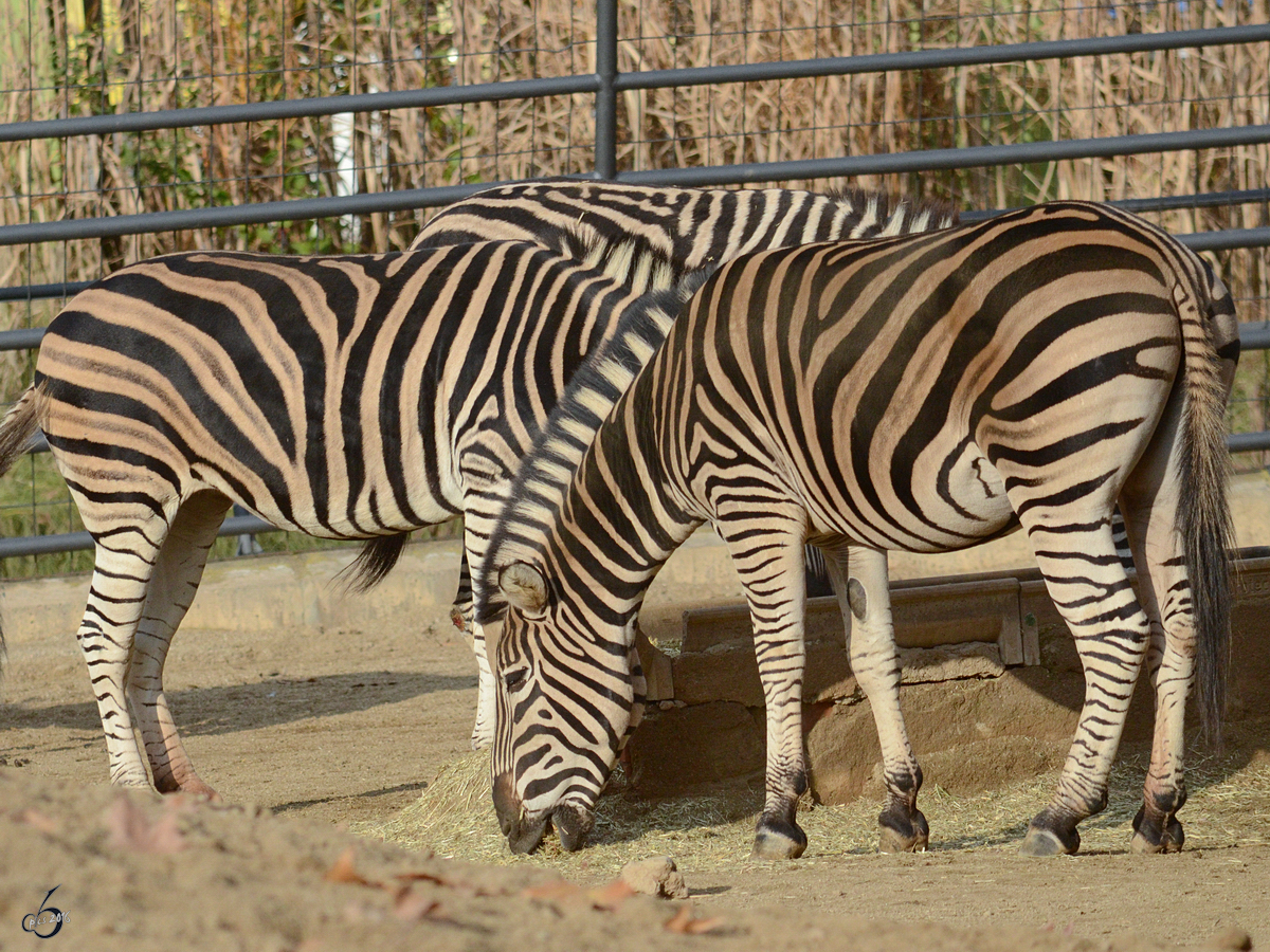 Zwei Chapman-Steppenzebras im Zoo Barcelona. (Dezember 2017)