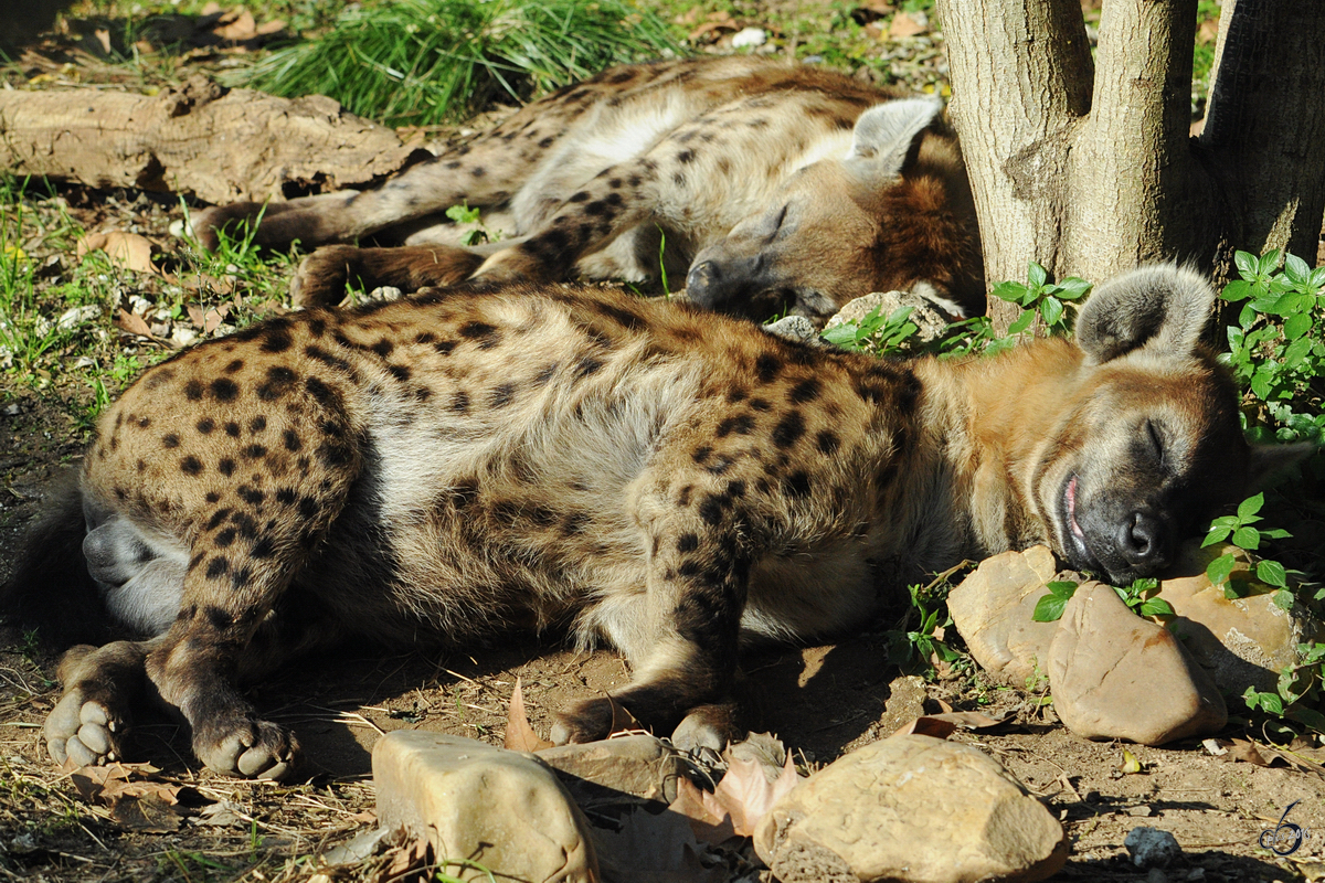 Zwei dsende Tpfelhynen im Zoo Barcelona (Dezember 2011)