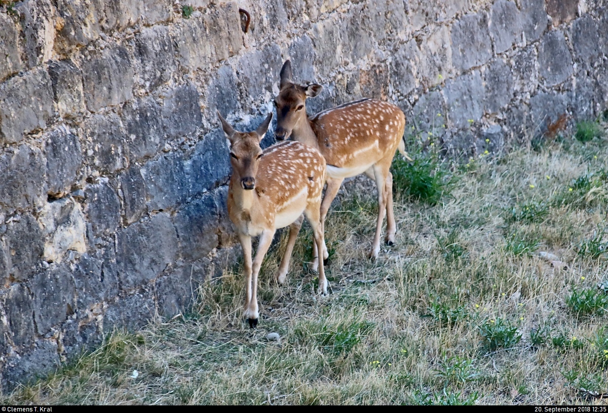 Zwei Europische Rehe verweilen auf dem Gelnde des Castell de Sant Ferran in Figueres (E) im Schatten.
[20.9.2018 | 12:35 Uhr]