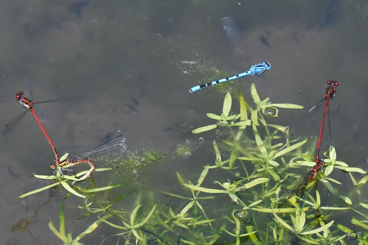 Zwei frhe Adonislibellen-Prchen und eine Hufeisen-Azurjungfer Ende April 2018 in Hattingen.