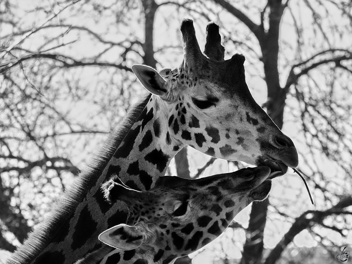 Zwei Giraffen Mitte Dezember 2010 im Zoo Madrid.