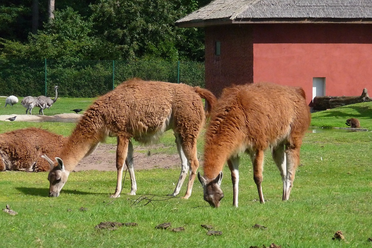 Zwei grasende Guanakos im Serengetipark, 9.9.15