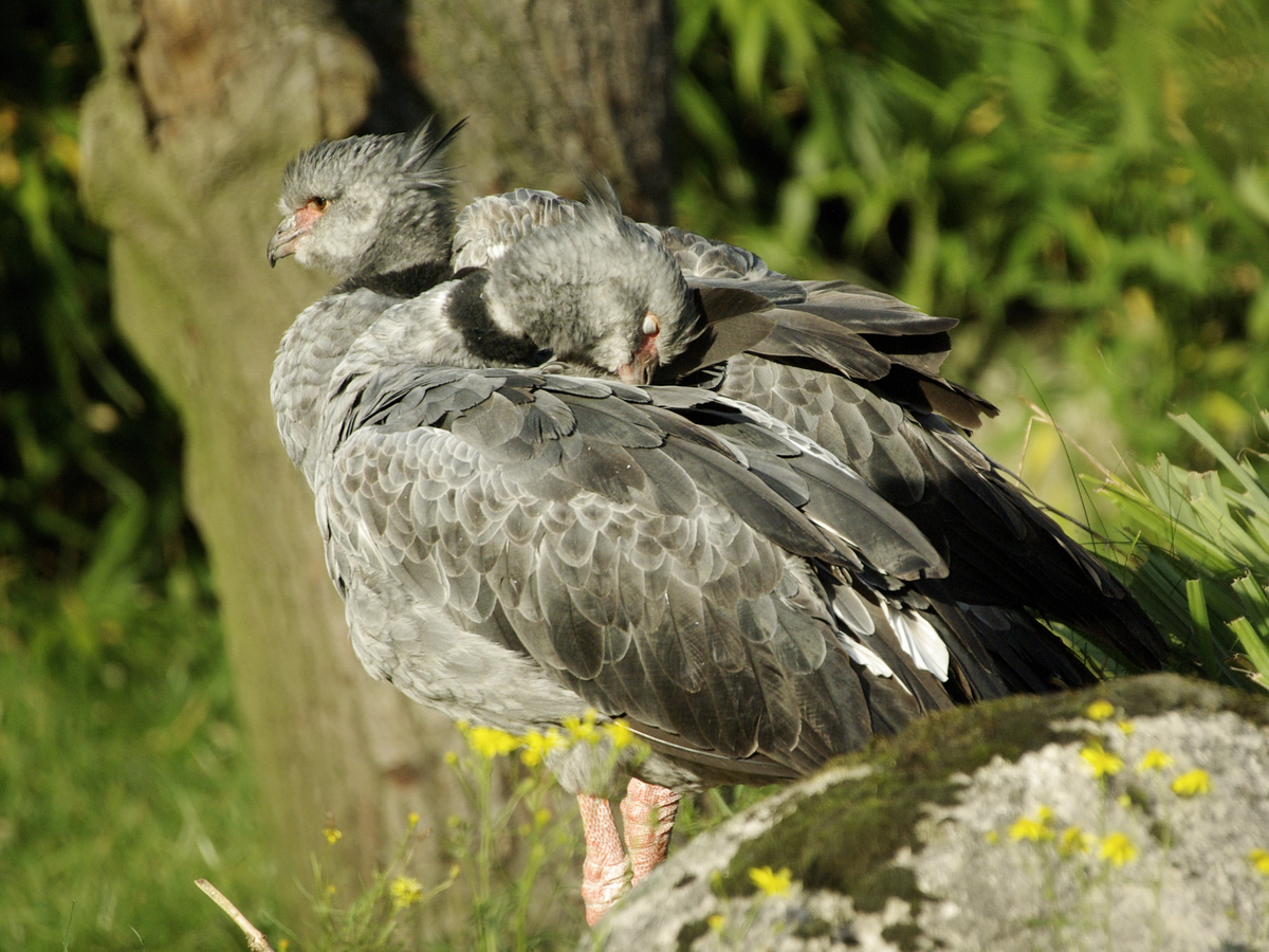 Zwei Halsband-Wehrvgel (Tschaja) im Dortmunder Zoo.