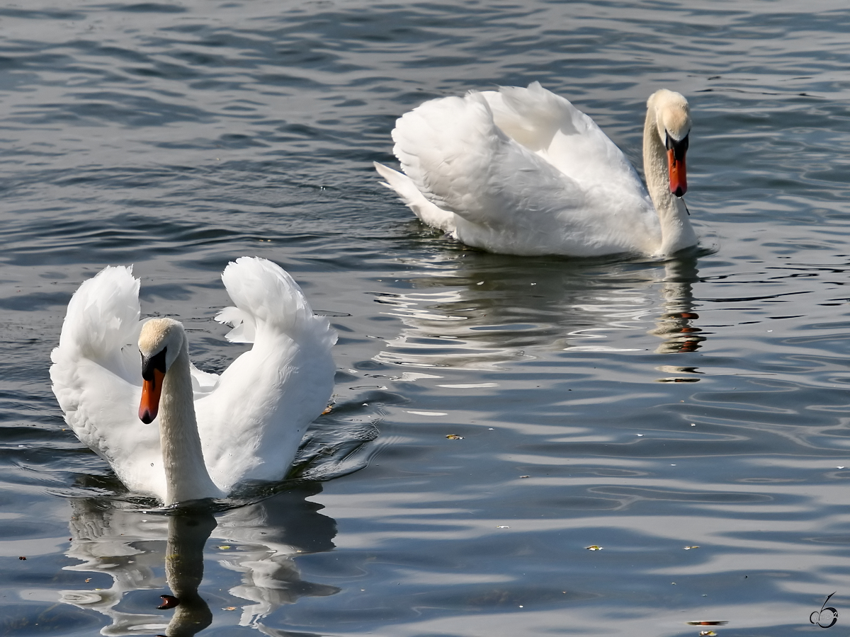 Zwei Hckerschwne schwimmen auf der Trave, so gesehen Anfang Mai 2023 in Priwall.