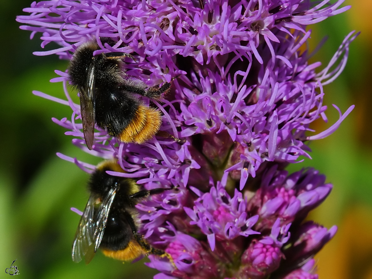 Zwei Hummel laben sich an der heimischen Bltenpracht. (Hattingen, Juli 2022)