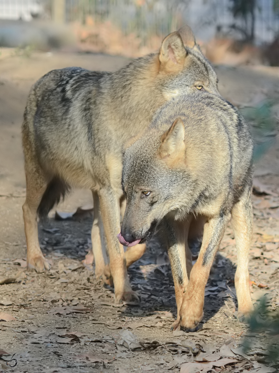 Zwei Iberische Wlfe checken die Lage. (Zoo Barcelona, Dezember 2011)