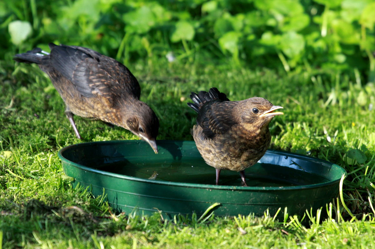 Zwei junge Amseln in der Vogeltrnke. Ratzeburg; 07.05.2017