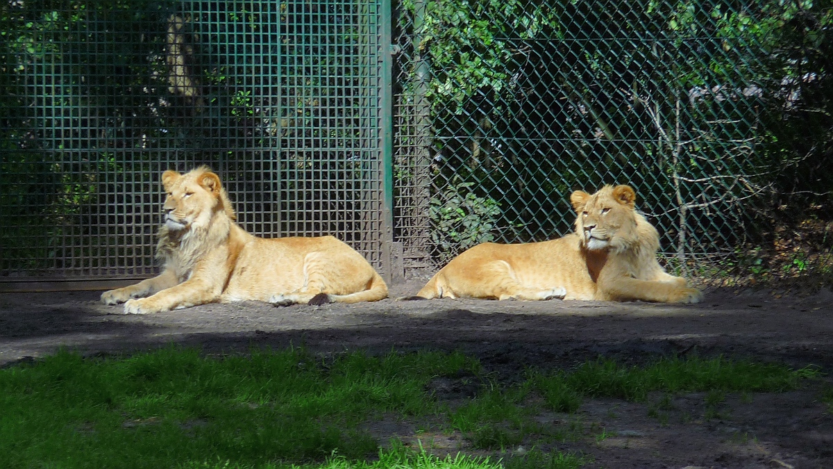 Zwei junge Lwen im Serengetipark, 9.9.15