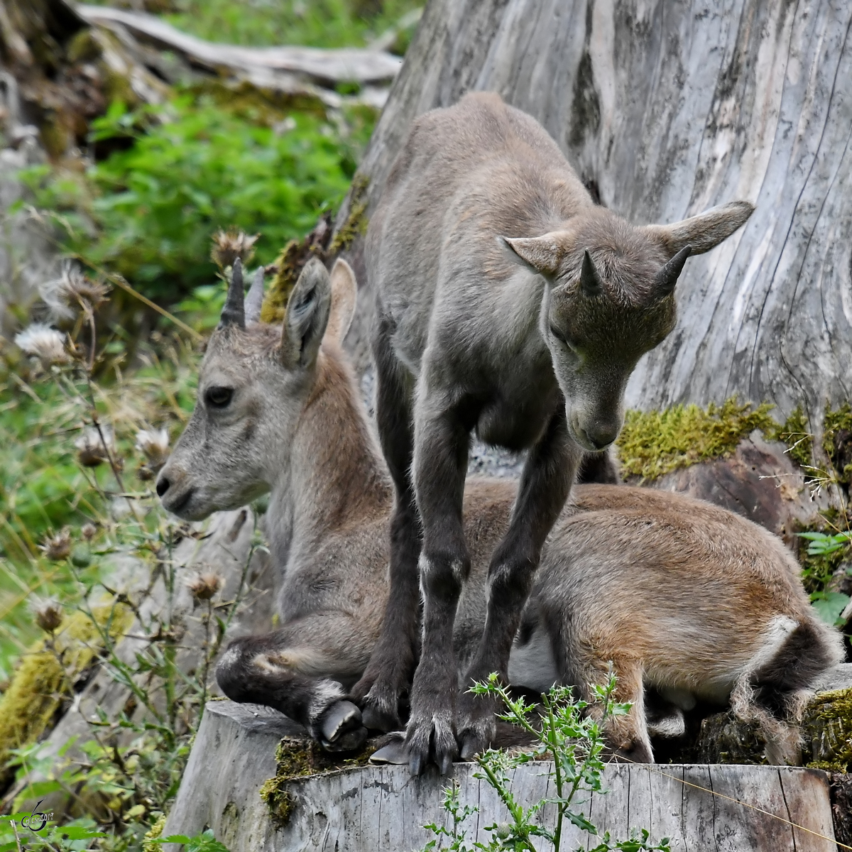 Zwei junge Steinbcke Ende August 2019 im Wildpark Rosegg.