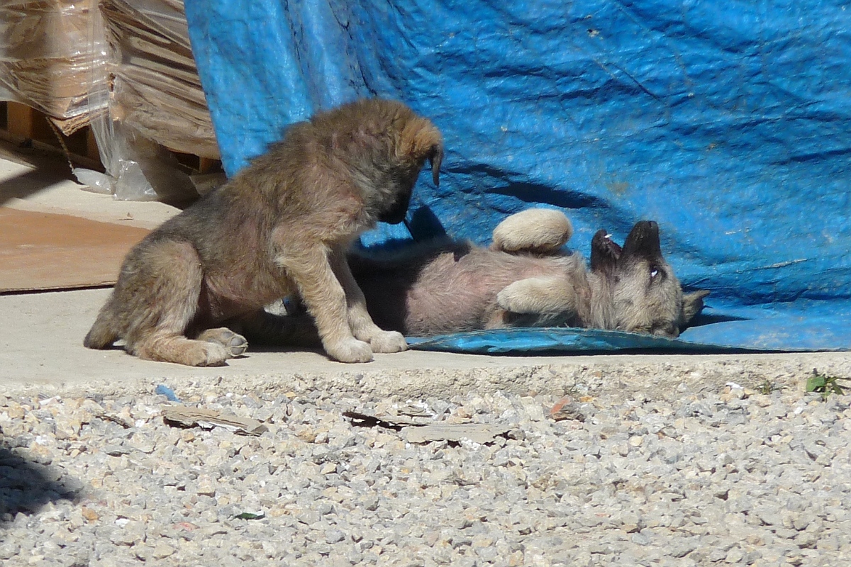 Zwei junge Straenhunde spielen in Inegl, Trkei, 3.4.2016