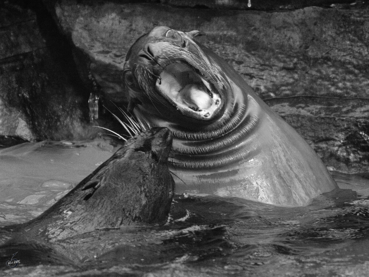 Zwei Kalifornische Seelwen bei Streitereien im Zoo Dortmund. (Januar 2010)