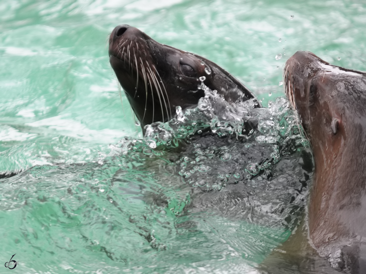 Zwei Kalifornische Seelwen beim Schwimmen im Zoo Dortmund. (Februar 2010)