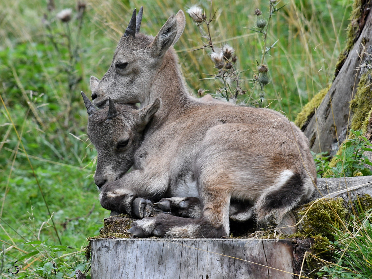 Zwei kleine Steinbcke Ende August 2019 im Wildpark Rosegg.