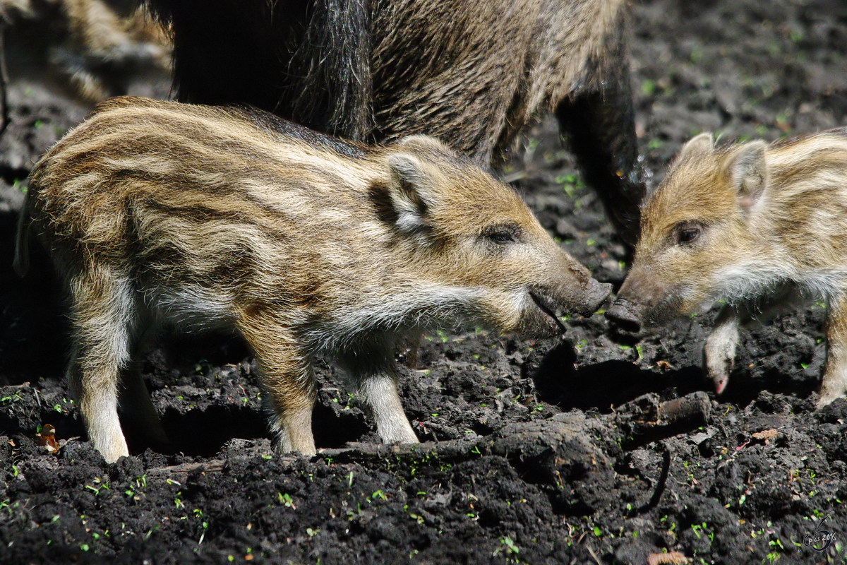 Zwei kleine Wildschweinferkel