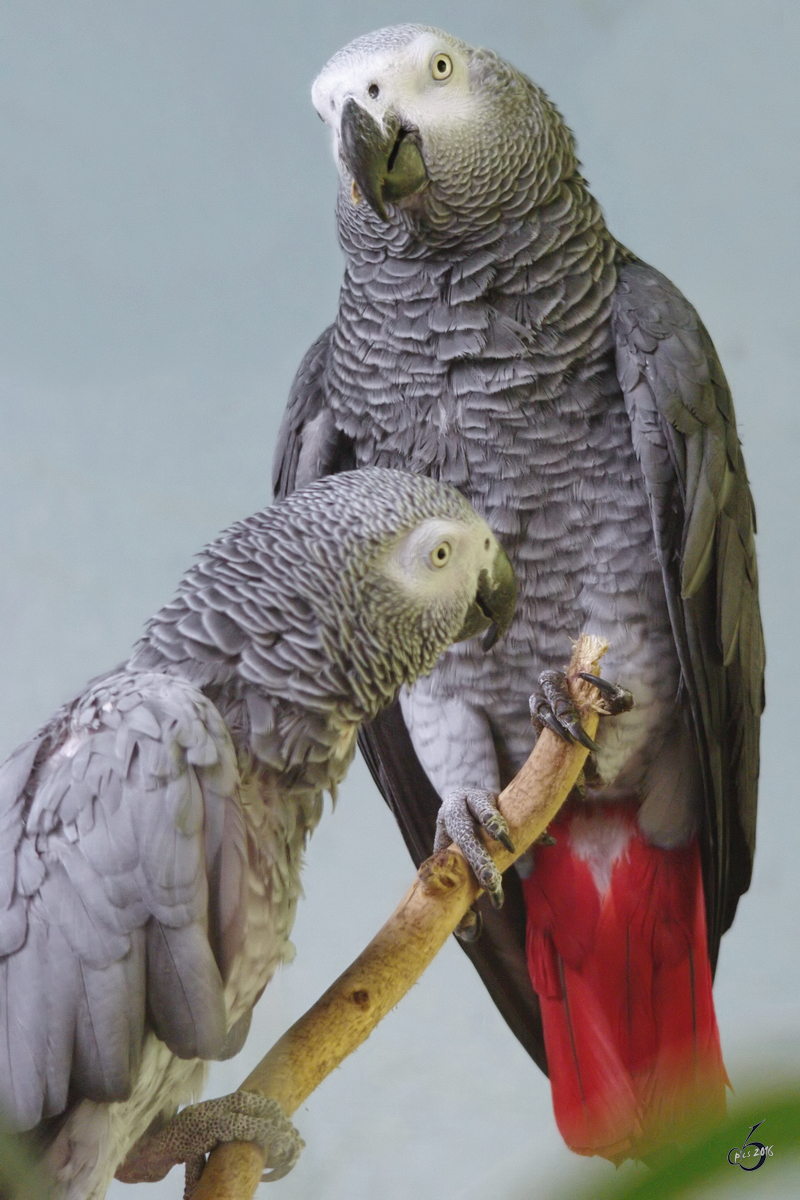 Zwei Kongo-Graupapageien im Zoom Gelsenkirchen (September 2009)