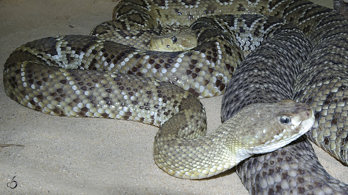 Zwei  kuschelnde  Klapperschlangen (?) im August 2007 im Terrazoo Rheinberg.