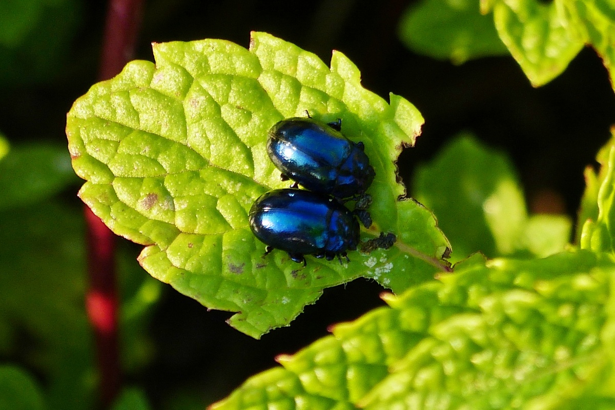 Zwei Mnnliche Minzblattkfer auf der Minze in meinem Garten. 07.2022